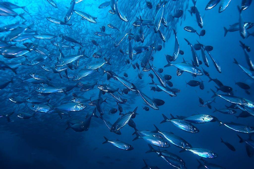 mye småfisk i havet under vann
